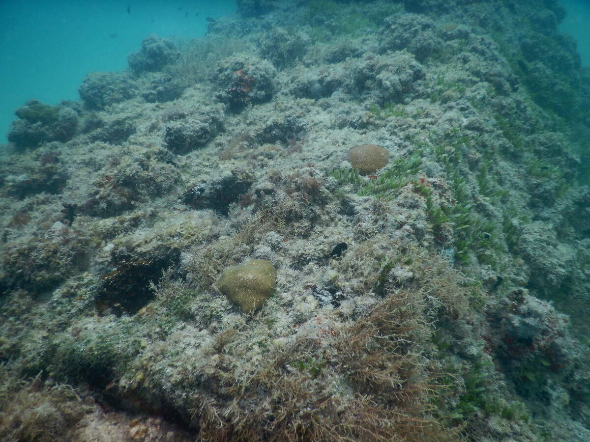 Phase one of the project, three years later, shows growth of some hard brain corals, some plant life and some algae.